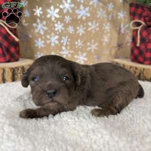 Chevy, Shih-Poo Puppy